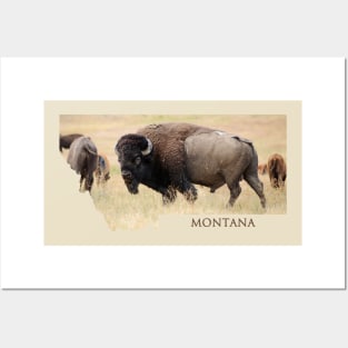 Montana- Bison Posters and Art